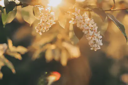 beautiful bird cherry tree in blossom in sunlight