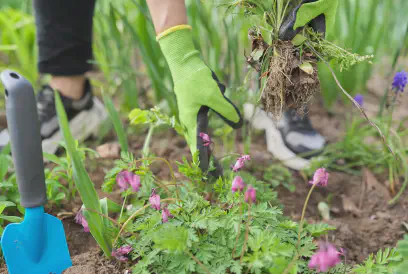 working with soil and flowers in your backyard garden