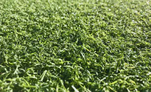 Artificial Turf
