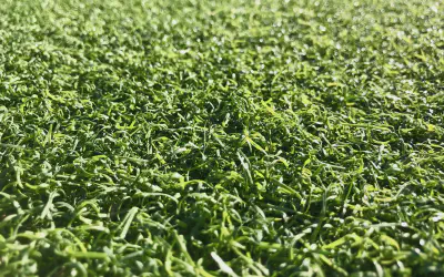 Artificial Turf